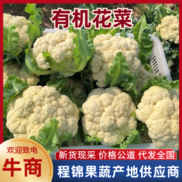 【优质货源】有机花花菜菜花白面青梗小米粒大量供应可