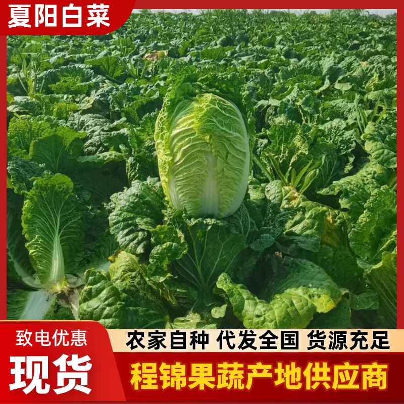 精品白菜黄心白菜玲珑黄大白菜大量供应可视频看货