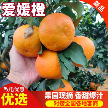 四川爱媛橙果冻橙橙子现摘现发皮薄多汁代发全国