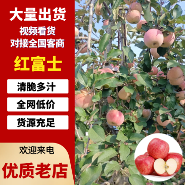 正宗山东苹果，脆甜多汁，一件代发进店下单