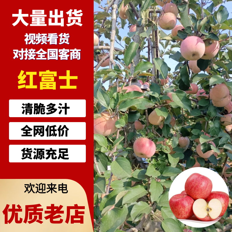 正宗山东苹果，脆甜多汁，一件代发进店下单