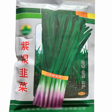 紫根韭菜种子河南独根红韭菜籽多年生蔬菜籽春秋四季