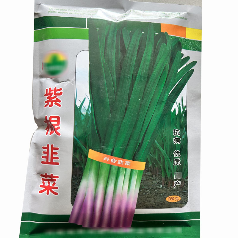 紫根韭菜种子河南独根红韭菜籽多年生蔬菜籽春秋四季
