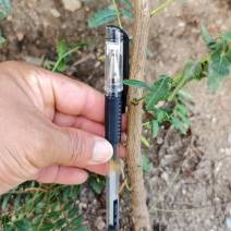 文冠果树苗（一年生）内蒙古种植基地免费技术指导保质保量