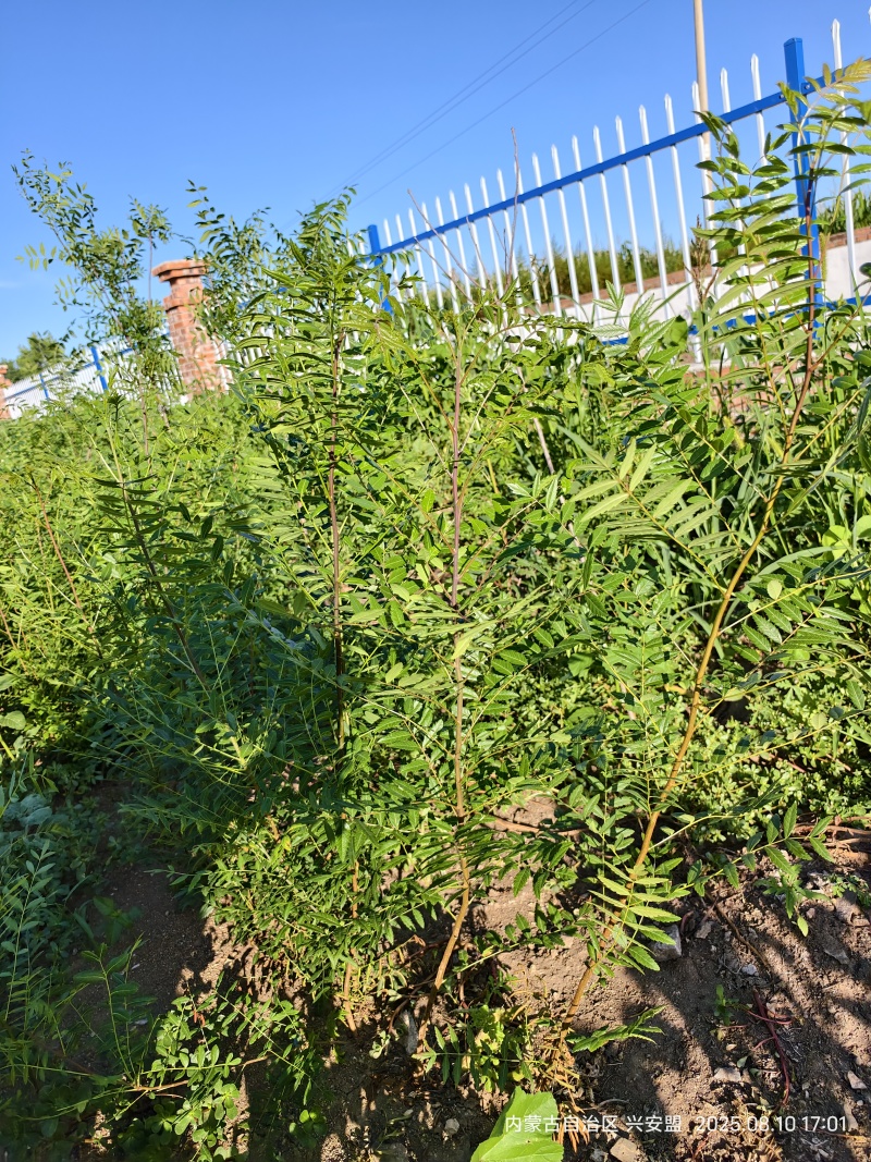 文冠果树苗一年生内蒙古种植基地直发免费技术指导全国发货