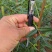 文冠果树苗一年生内蒙古种植基地直发免费技术指导全国发货