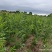 文冠果树苗一年生内蒙古种植基地直发免费技术指导全国发货