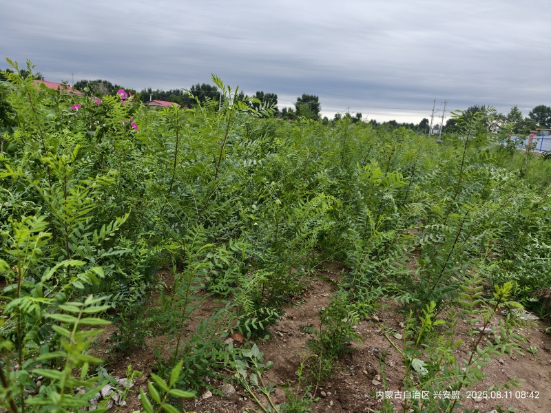 文冠果树苗一年生内蒙古种植基地直发免费技术指导全国发货