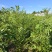 文冠果树苗一年生内蒙古种植基地直发免费技术指导全国发货
