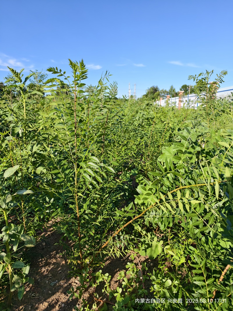 文冠果树苗一年生内蒙古种植基地直发免费技术指导全国发货