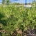 文冠果树苗一年生内蒙古种植基地直发免费技术指导全国发货