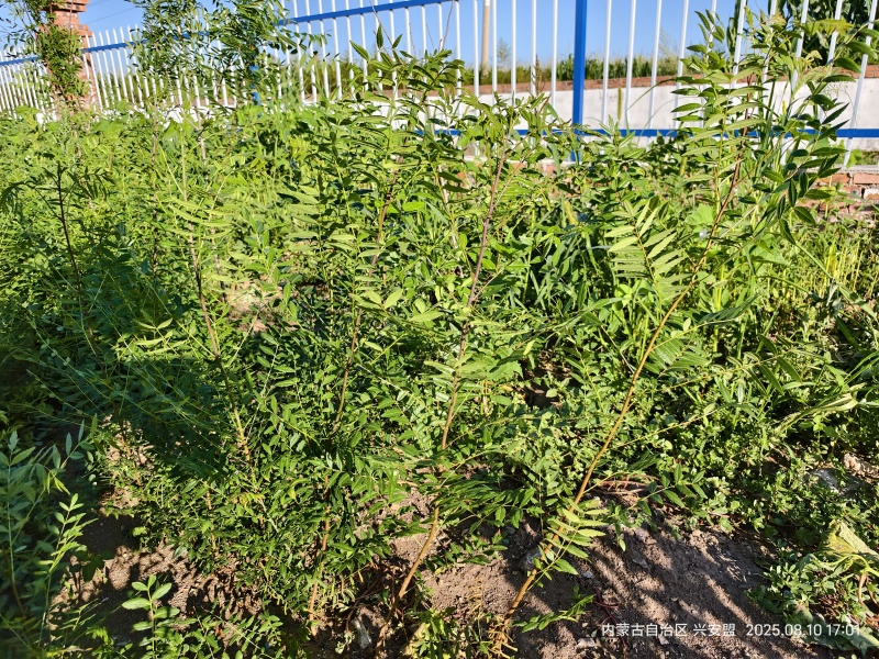 文冠果树苗一年生内蒙古种植基地直发免费技术指导全国发货