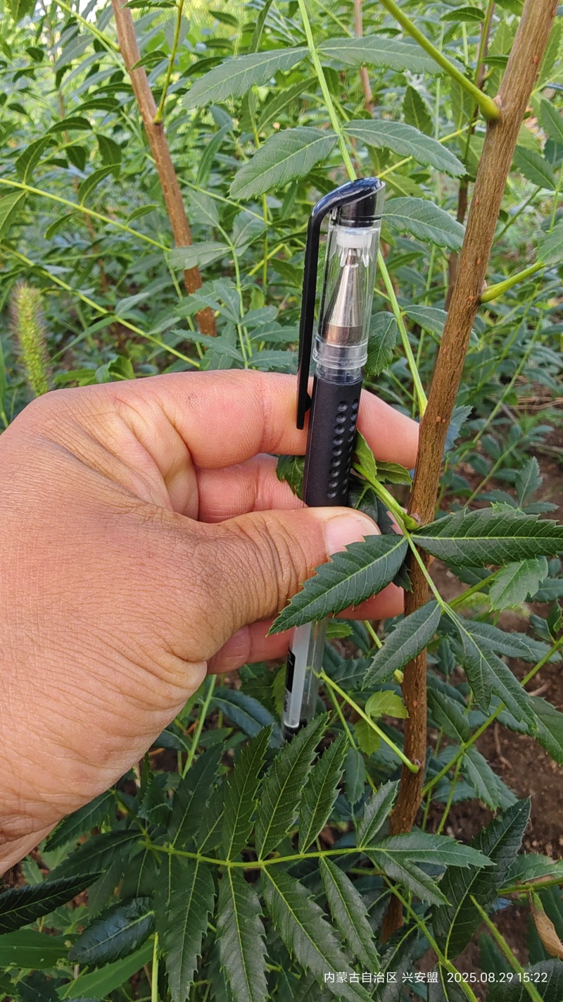 文冠果树苗一年生内蒙古种植基地直发免费技术指导全国发货