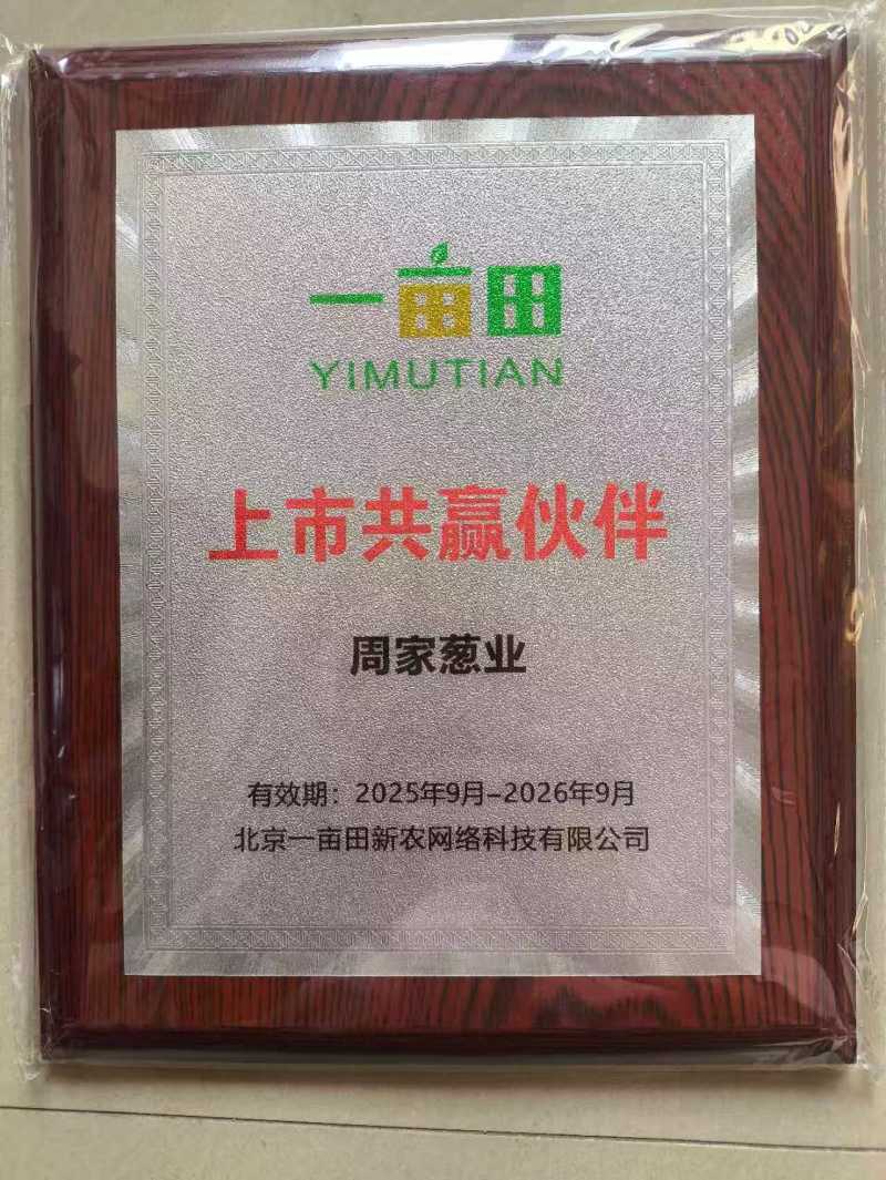 铁杆大葱苗山东葱苗安丘葱苗产地直发提供技术指导