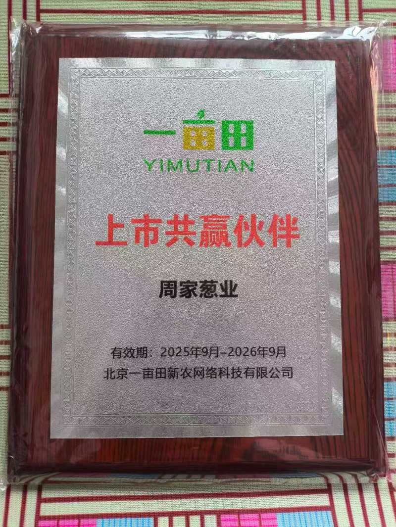 万亩基地优质【铁杆葱苗】山东潍坊大量有货假一赔十