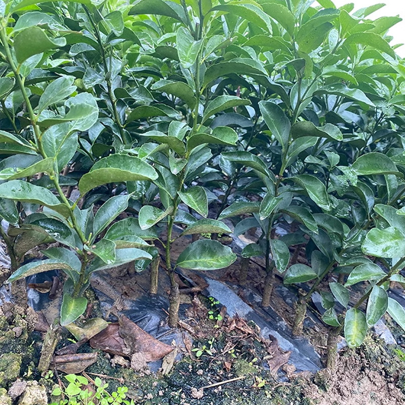 砂糖桔苗沙糖橘苗大量供应