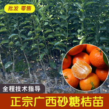 砂糖桔苗沙糖橘苗大量供应