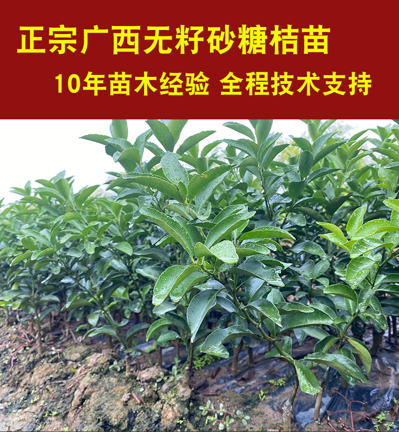 砂糖桔苗沙糖橘苗大量供应