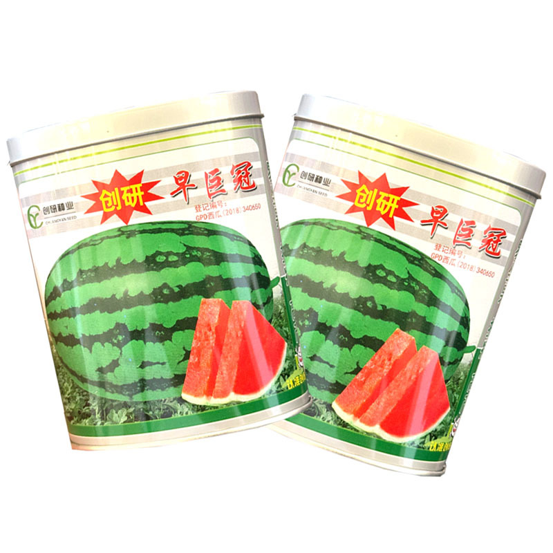 创研早巨冠西瓜种子京欣懒汉西瓜种籽抗病耐重茬大田基地