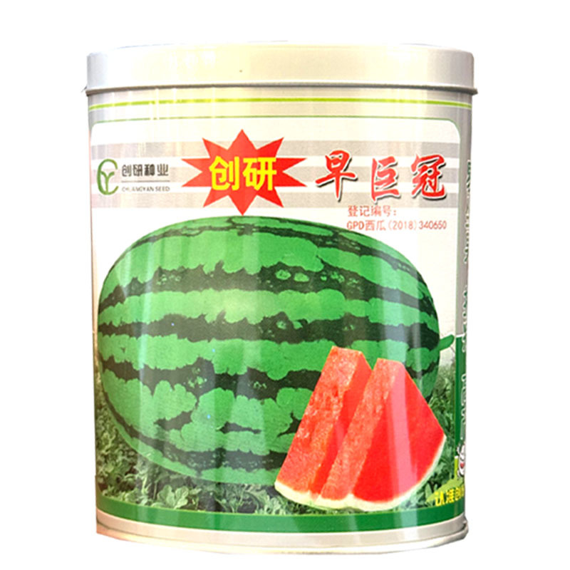 创研早巨冠西瓜种子京欣懒汉西瓜种籽抗病耐重茬大田基地