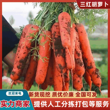 福建胡萝卜大量供应/对接全国市场/商超/社区团购/加工厂