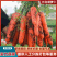 福建胡萝卜大量供应/对接全国市场/商超/社区团购/加工厂