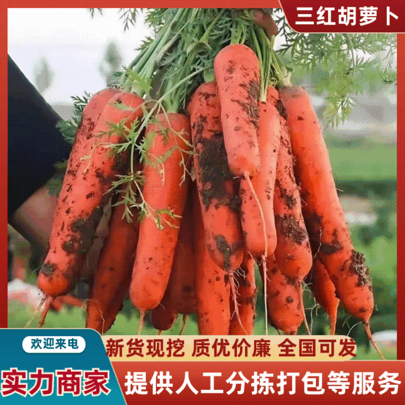 福建胡萝卜大量供应/对接全国市场/商超/社区团购/加工厂
