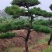 造型松基地现挖现发提供技术保障品质