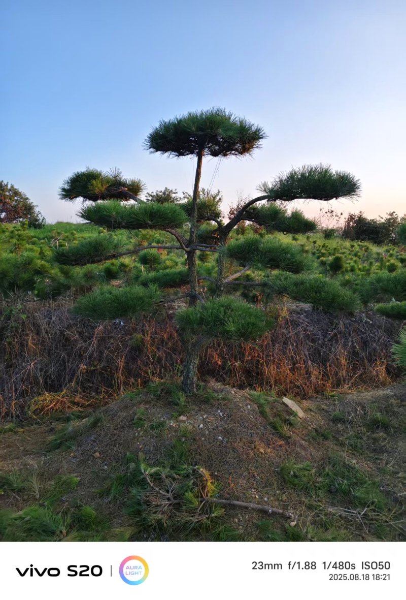 造型松基地现挖现发提供技术保障品质