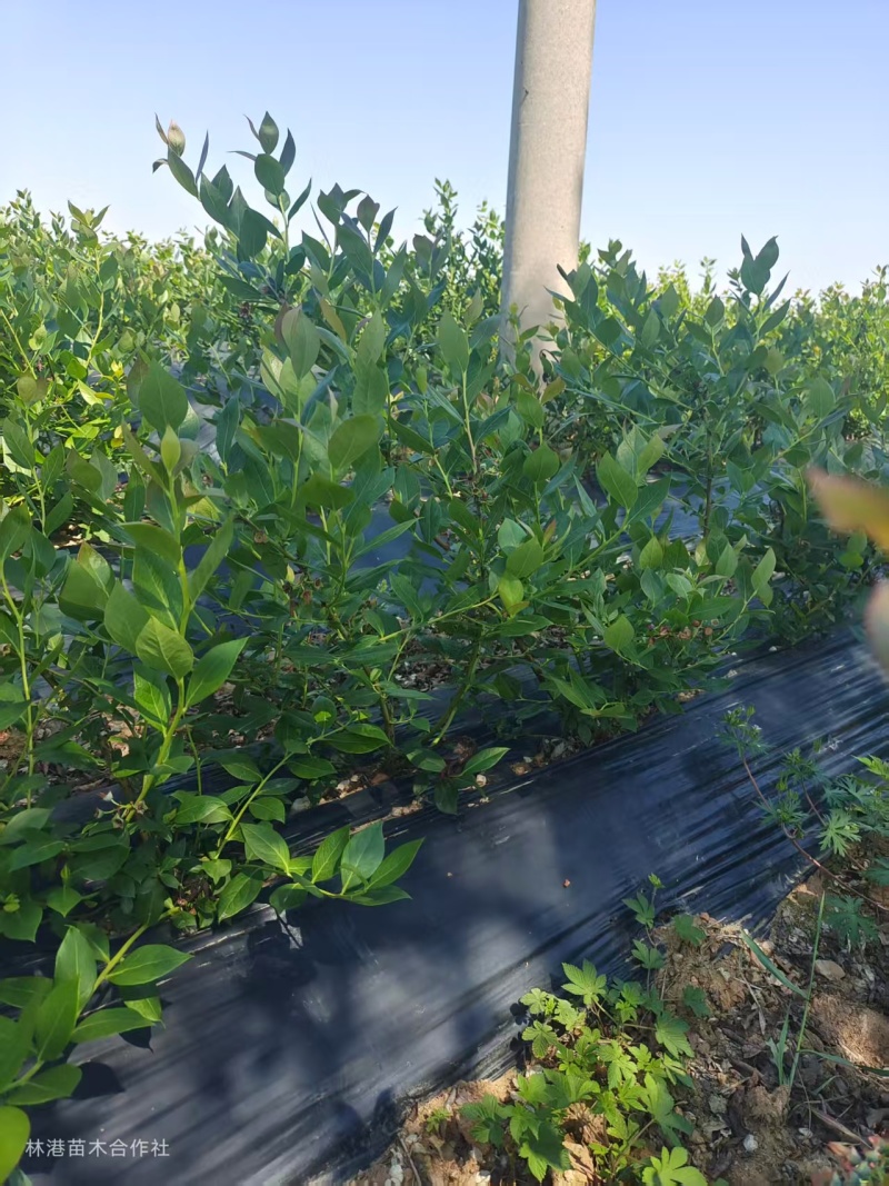 蓝莓苗30cm-70cm产地直发欢迎进店下单