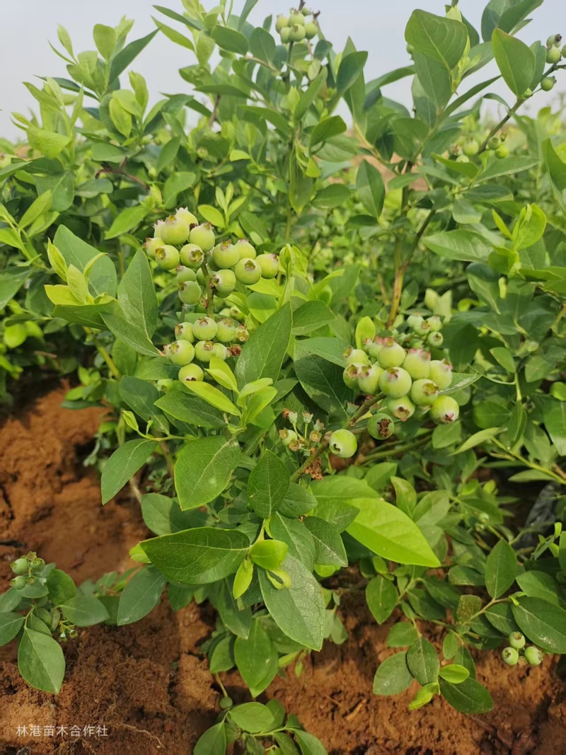 蓝莓苗30cm-70cm产地直发欢迎进店下单