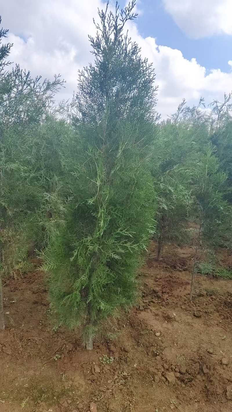 侧柏（大黑碗）规格齐全提供技术欢迎下单