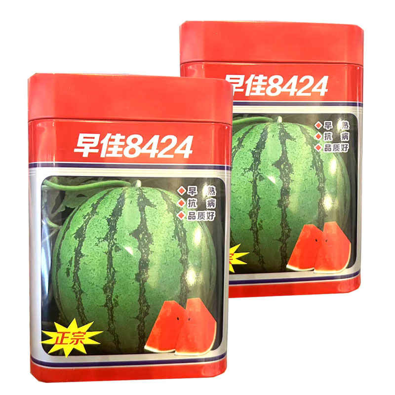 早佳8424西瓜种子早熟圆果麒麟西瓜种籽易坐果大田基地用