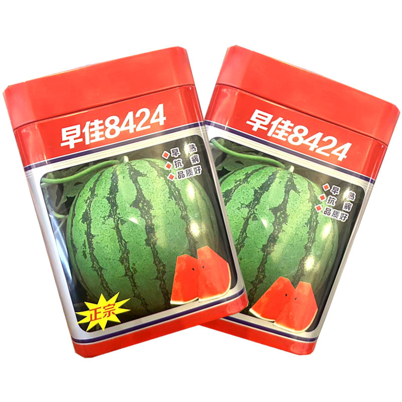 早佳8424西瓜种子早熟圆果麒麟西瓜种籽易坐果大田基地用