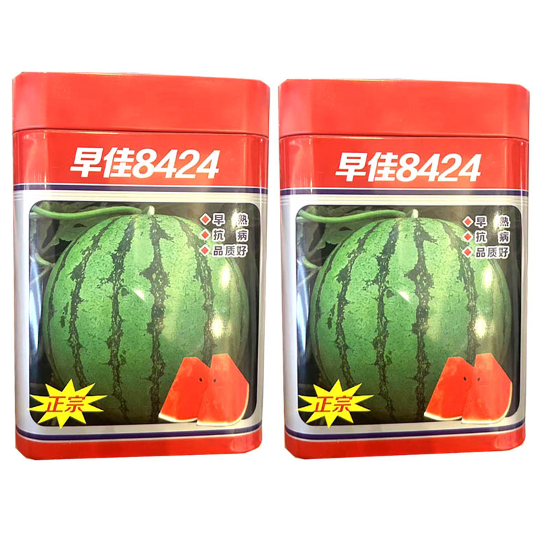 早佳8424西瓜种子早熟圆果麒麟西瓜种籽易坐果大田基地用