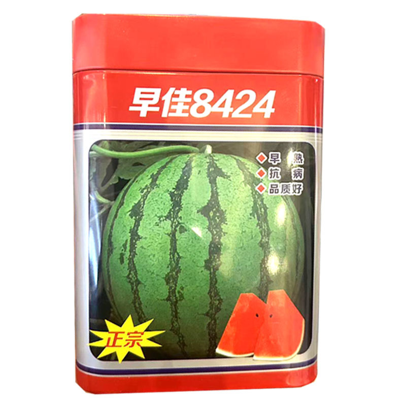 早佳8424西瓜种子早熟圆果麒麟西瓜种籽易坐果大田基地用