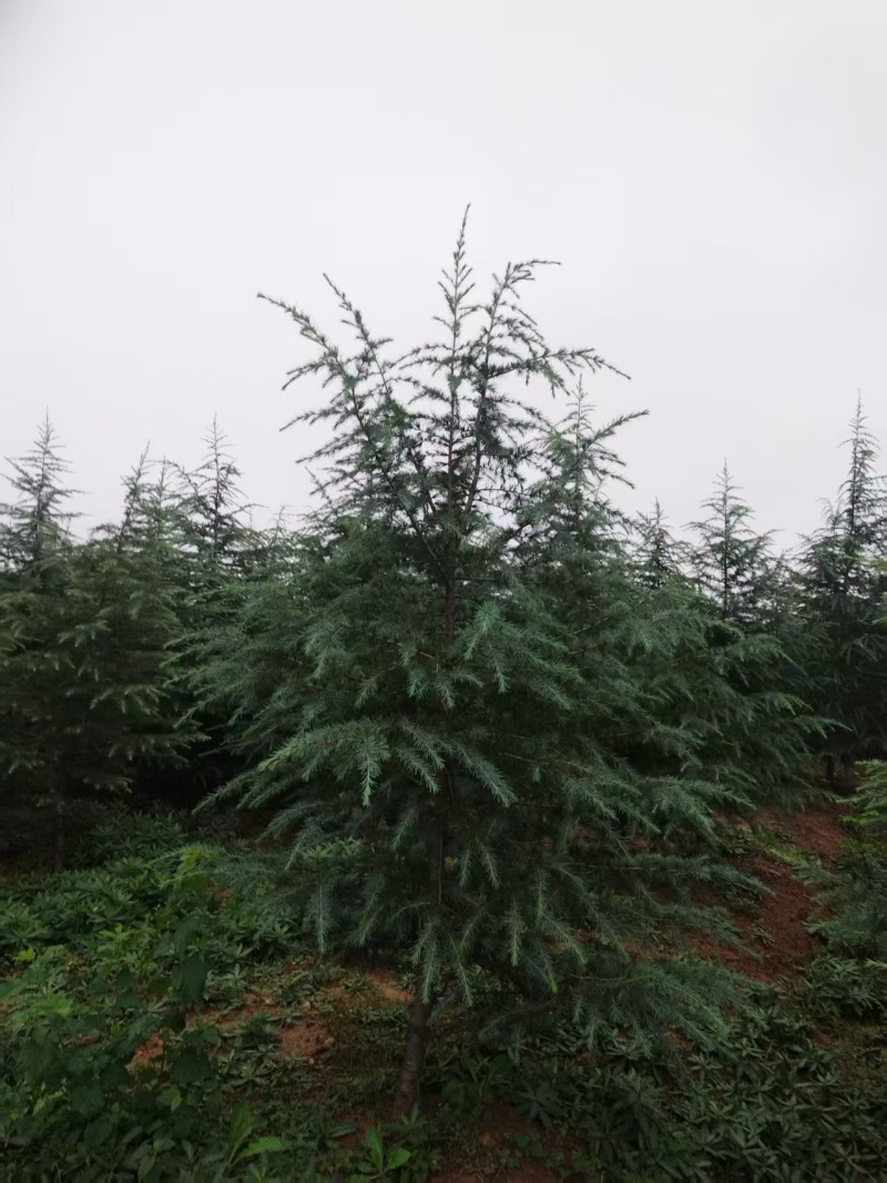 雪松苗场直供规格齐全可视频和实地看货欢迎