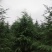 雪松苗场直供规格齐全可视频和实地看货欢迎