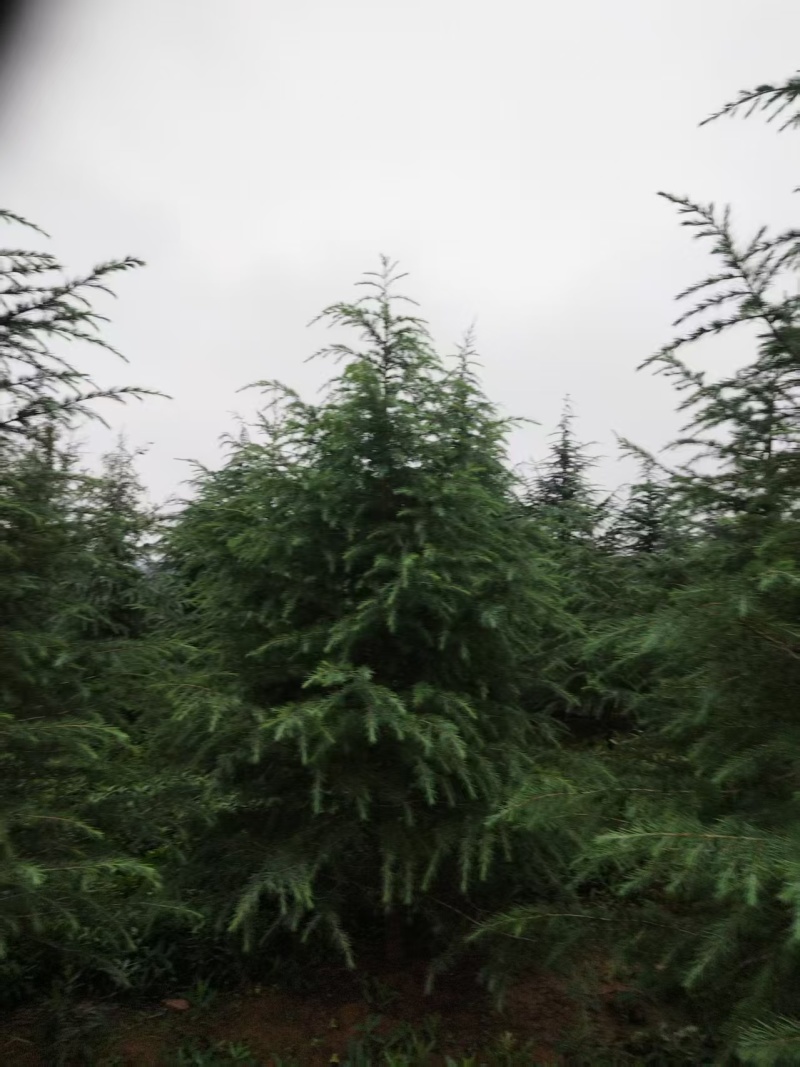 雪松苗场直供规格齐全可视频和实地看货欢迎