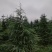 雪松苗场直供规格齐全可视频和实地看货欢迎
