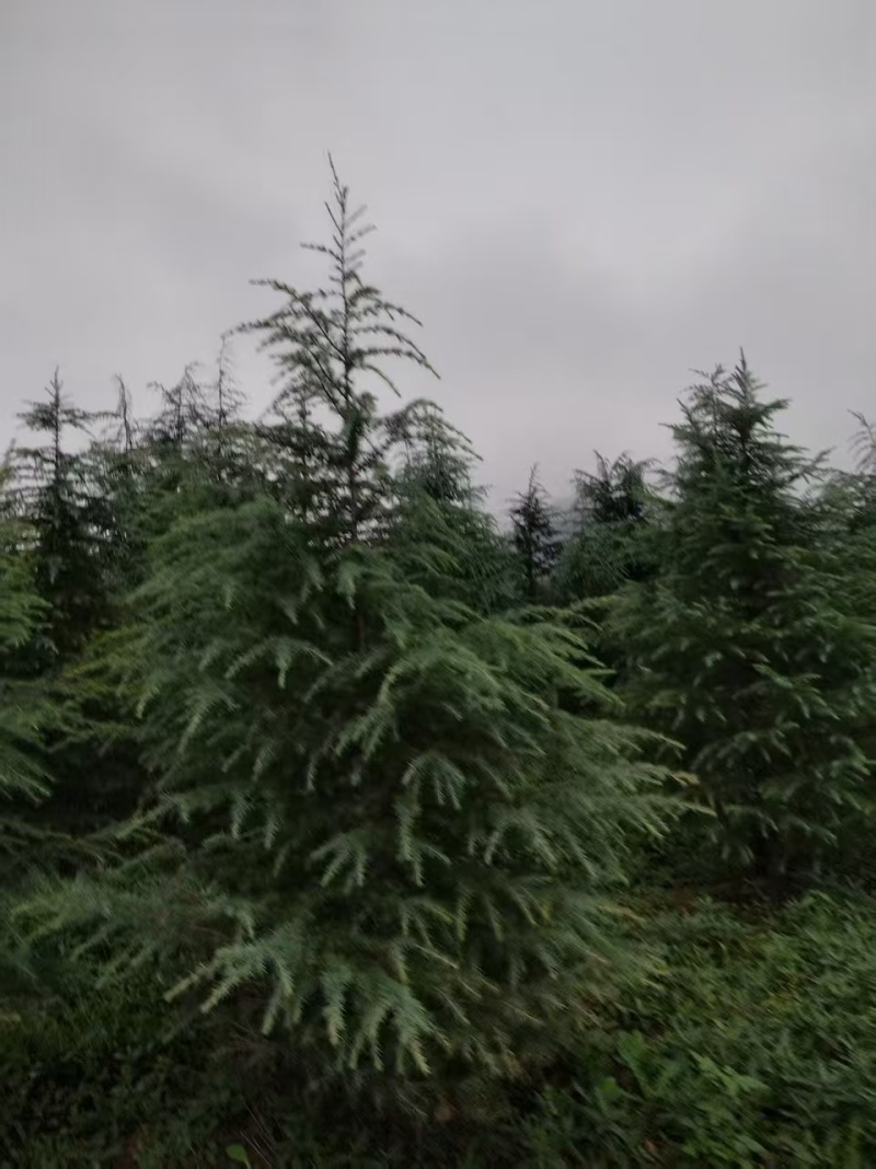 雪松苗场直供规格齐全可视频和实地看货欢迎