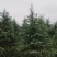 雪松苗场直供规格齐全可视频和实地看货欢迎