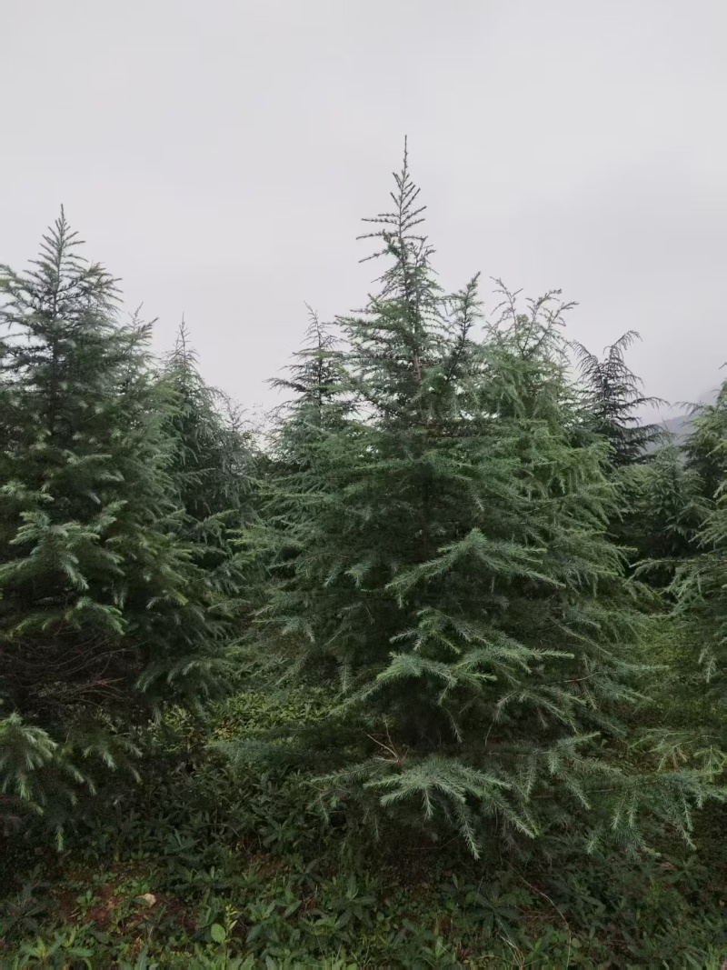 雪松苗场直供规格齐全可视频和实地看货欢迎