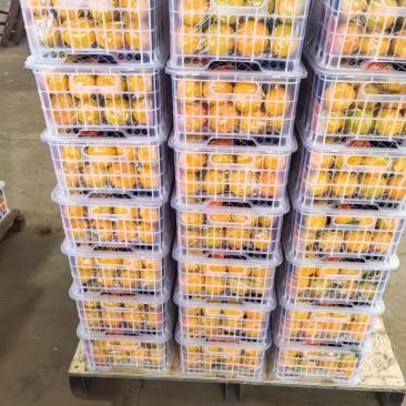 好货推荐精品蜜橘基地一手货源全国发货可视频看货