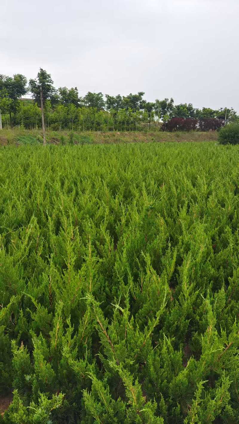 小龙柏柏树苗基地直发提供技术假一赔十欢迎咨询