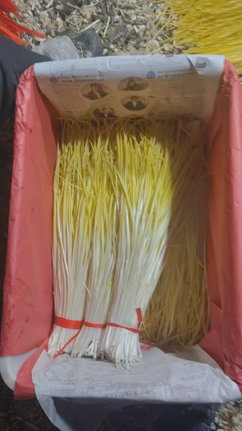 【精选蒜黄】山东济南基地直供质量保证货源充足全国发货
