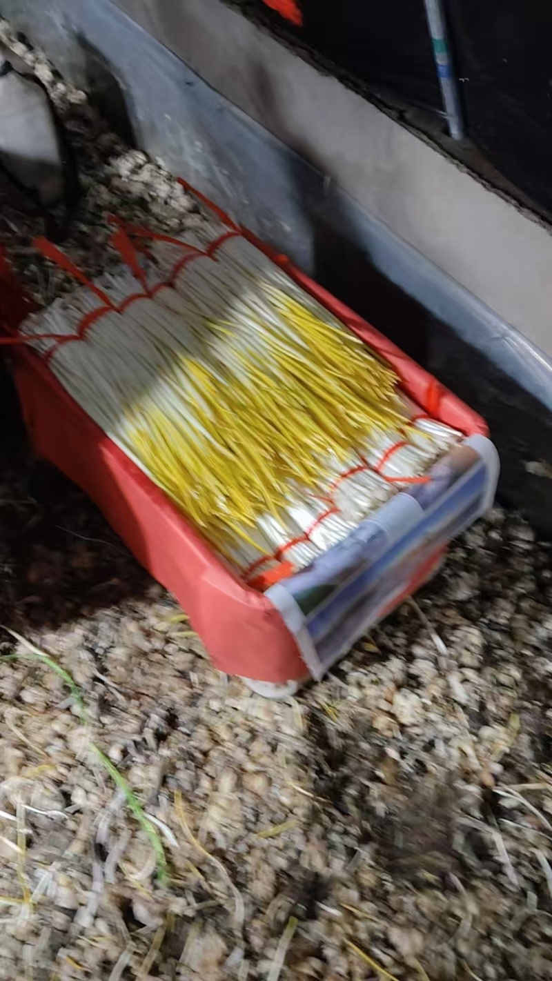 【精选蒜黄】山东济南基地直供质量保证货源充足全国发货