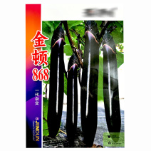 金顿868长茄子种子早熟杂交黑亮光泽大田基地品种