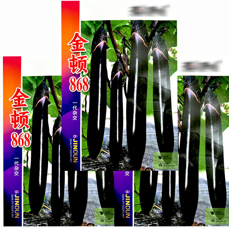 金顿868长茄子种子早熟杂交黑亮光泽大田基地品种