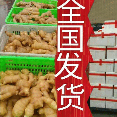 山东大姜【大黄姜/风干姜/水洗姜】供电商市场出口